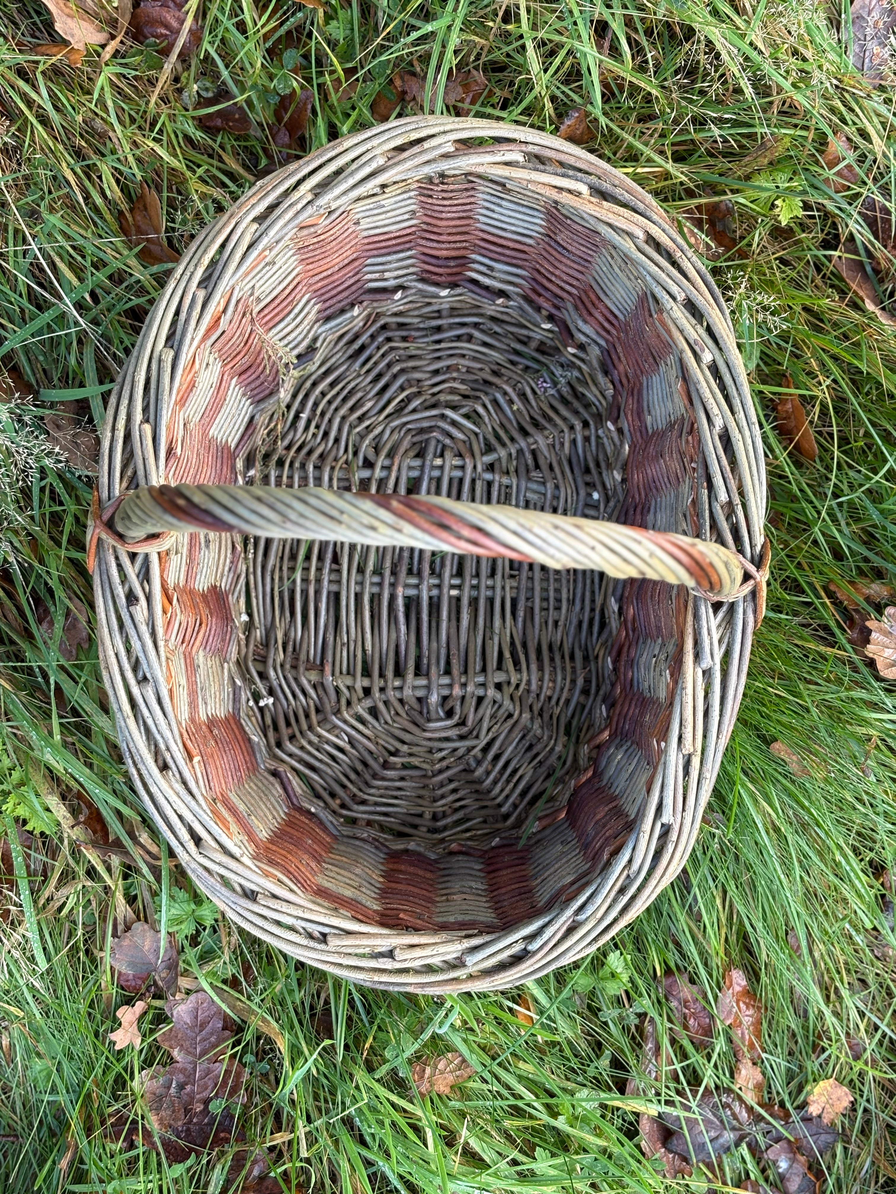 Striped oval forager