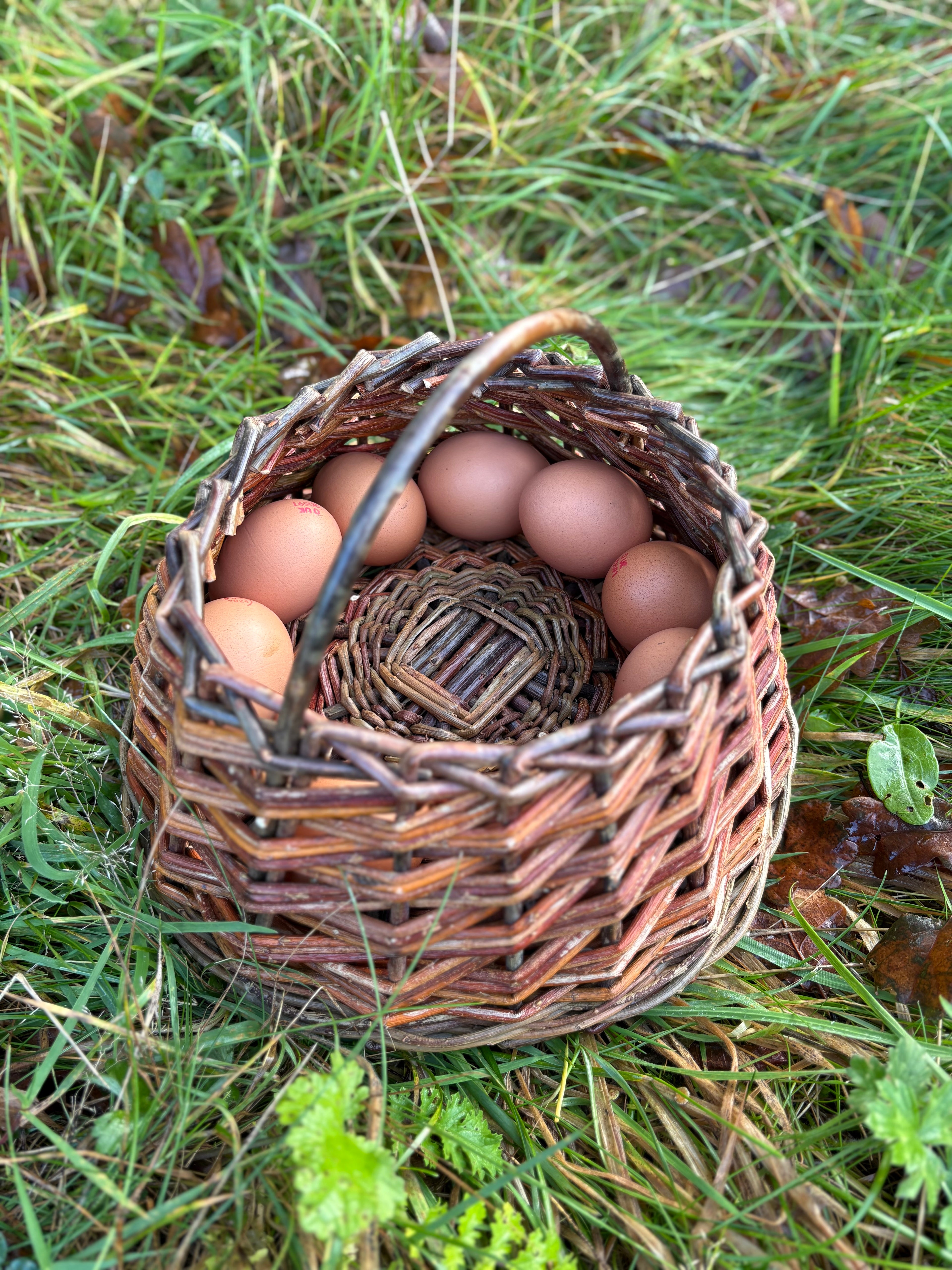Berry/egg/peg basket