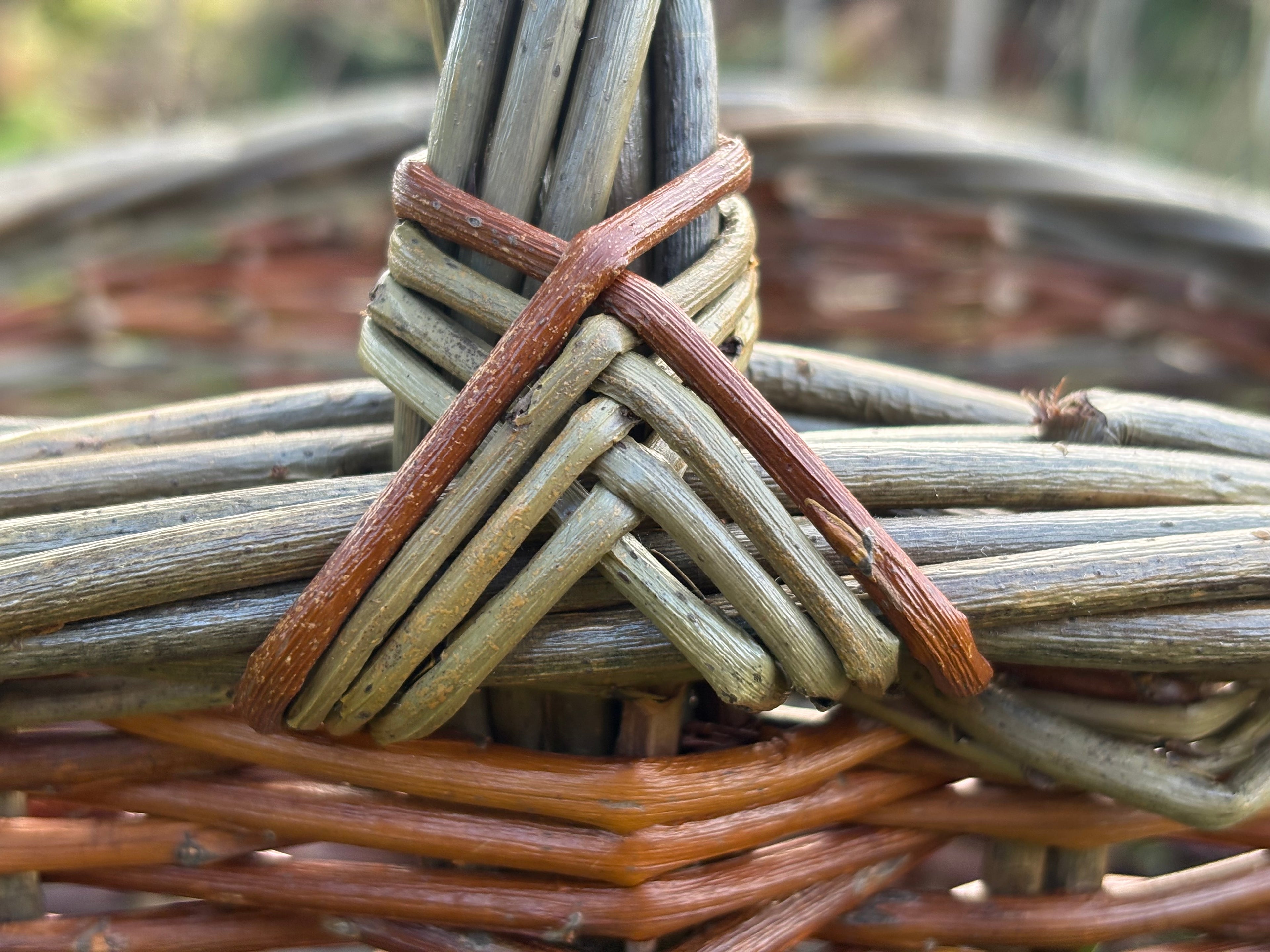 Striped oval forager